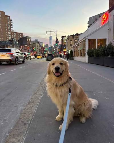 Cooper on a neighborhood walk