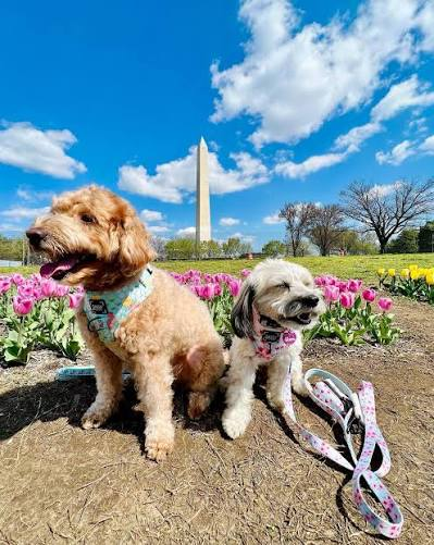 Two happy dogs on a walk with pink tulips and the Washington Monument in the background, Washington, DC