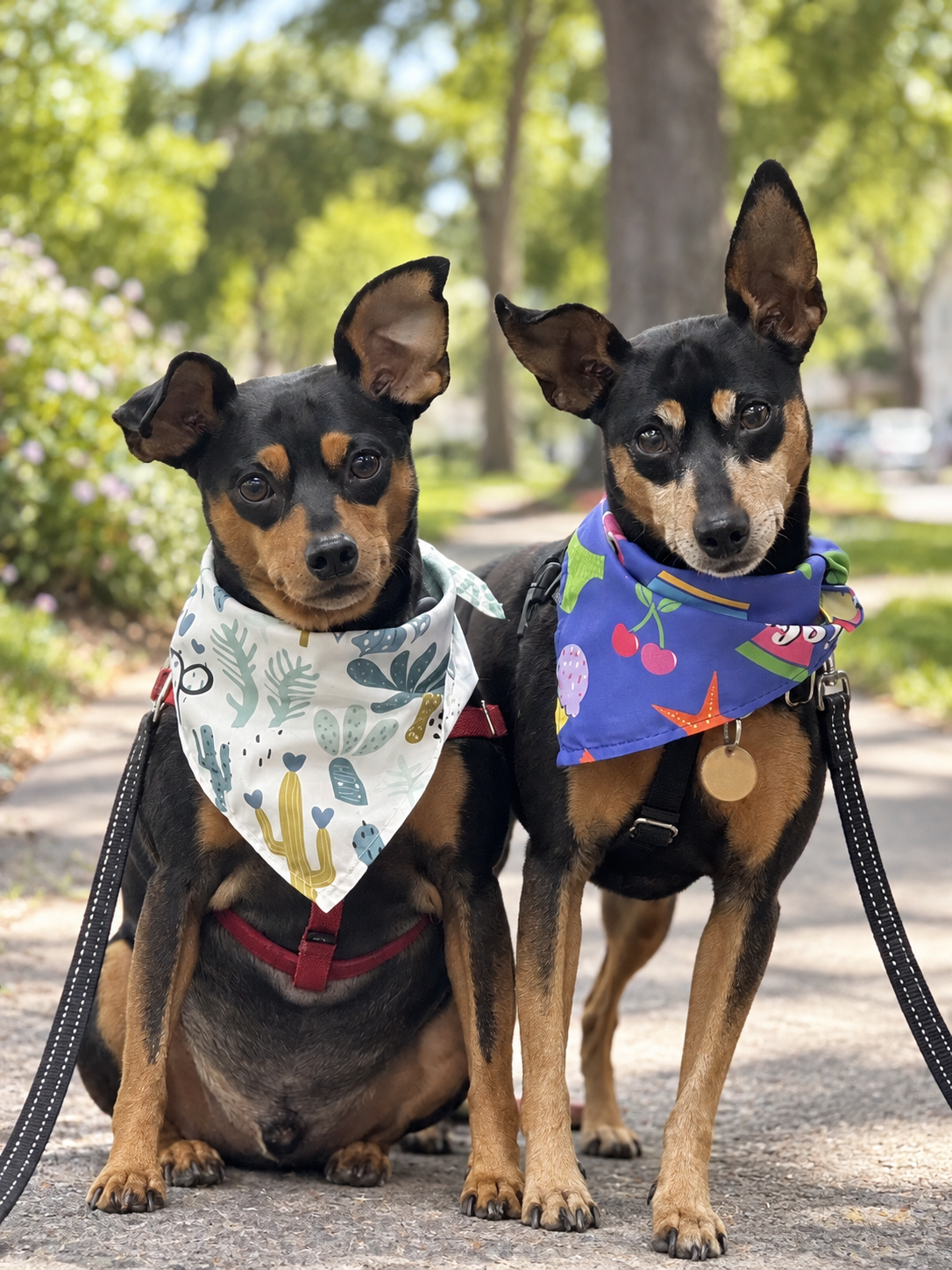 Two min pins wearing colorful bandanas on a sunny walk